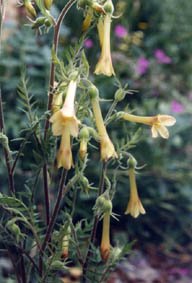 Polemonium pauciflorum